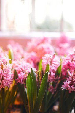 Pembe çiçekler penceresindeki arka plan bulanıklık