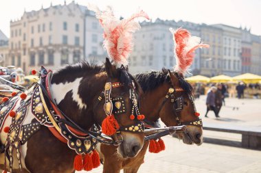 İki şekilde dekore edilmiş at Krakow, Polana sokakta standı