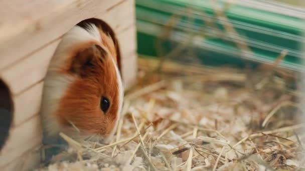 Guinea Pig Sit His Cage Eat Animal Food — Stock Video