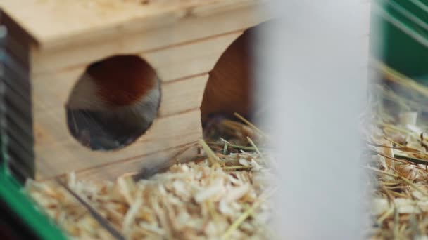 Guine Porco Sentar Sua Gaiola Comer Comida Animal — Vídeo de Stock