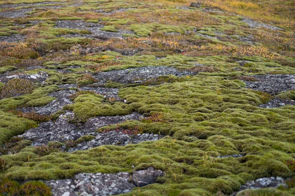 Krajina v Islandu, kameny a mechem všude — Stock fotografie