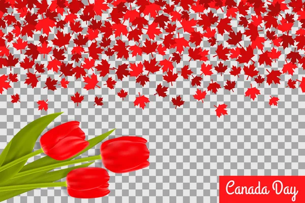 День Канады фон с кленовыми листьями и тюльпанами для празднования 1 июля на прозрачном фоне . — стоковый вектор