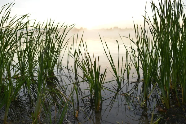 Morning landscape.Fog over the river. — Stock Photo, Image