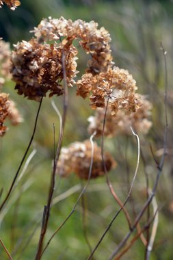 Sonbahar. Kurutulmuş önümüzdeki. Bush dalları kuru. çiçekler