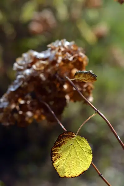 Outono. Inflorescência seca. Ramos de arbusto seco. flores — Fotografia de Stock
