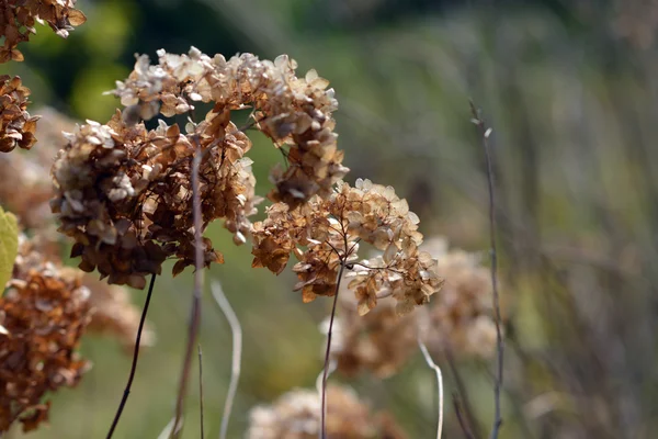 秋。乾燥の花序。ブッシュの枝を乾燥させます。花 — ストック写真