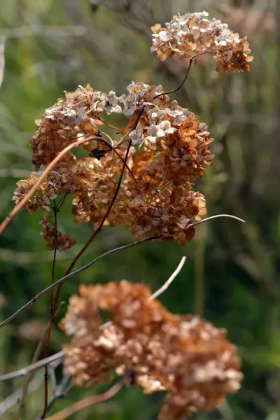 Outono. Inflorescência seca. Ramos de arbusto seco. flores — Fotografia de Stock