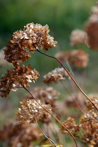 Otoño. Inflorescencia seca. Ramas secas de arbusto. flores — Foto de Stock