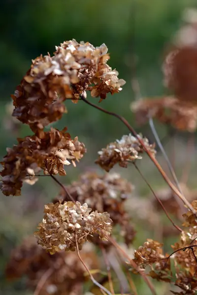 Hösten. Torkade Blomställning. Torra bush grenar. blommor — Stockfoto