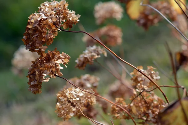 秋。乾燥の花序。ブッシュの枝を乾燥させます。花 — ストック写真