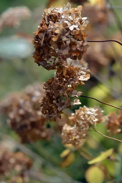 秋。乾燥の花序。ブッシュの枝を乾燥させます。花 — ストック写真