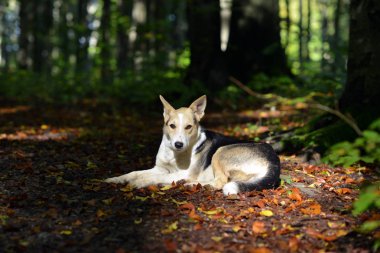 Karpatlar. Ukrayna. Orman yolu üzerinde köpek yalancı, hangi düşmüş yaprakları ile noktalı. 
