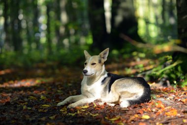 Karpatlar. Ukrayna. Orman yolu üzerinde köpek yalancı, hangi düşmüş yaprakları ile noktalı. 
