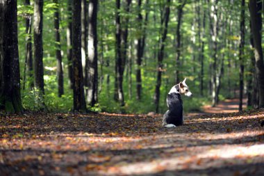 Karpatlar. Ukrayna. Orman yolu üzerinde köpek yalancı, hangi düşmüş yaprakları ile noktalı. 