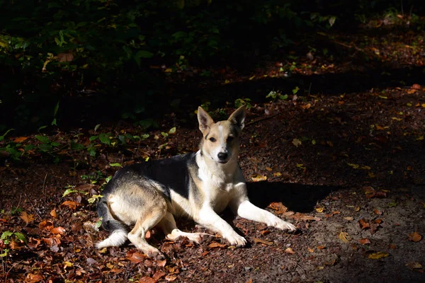 Karpaten. Ukrainisch. Hund liegt auf dem Waldweg, der mit umgefallenen Blättern übersät ist. — Stockfoto