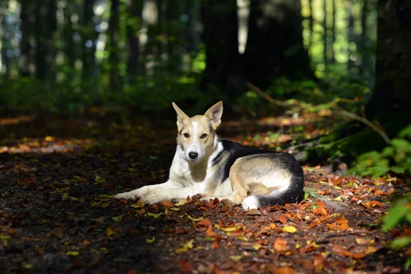 Karpaty. Ukrajina. Pes leží na lesní cestě, která je poseta spadaného listí. — Stock fotografie