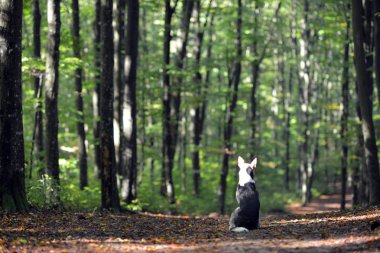 Karpatlar. Ukrayna. Orman yolu üzerinde köpek yalancı, hangi düşmüş yaprakları ile noktalı. 