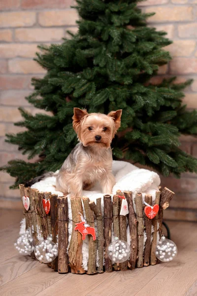 Yorkshire Terrier - Santa's helper. — Stock Photo, Image