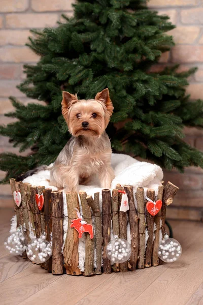 Yorkshire Terrier - Noel Baba'nın yardımcı.
