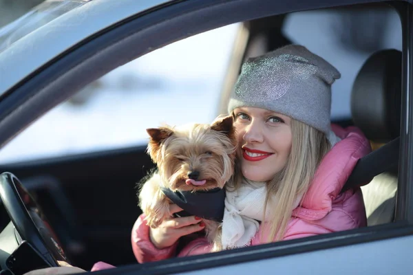 Arabada bir köpekle genç güzel sarışın kadın. Yorkshire terrier arabada dilini sürücüleri gösterir..