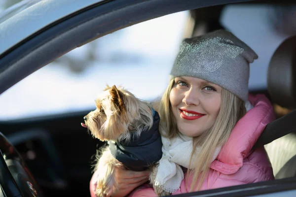 Arabada bir köpekle genç güzel sarışın kadın. Yorkshire terrier arabada dilini sürücüleri gösterir..