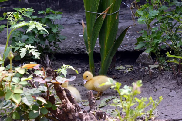 Kachňata na farmě. — Stock fotografie