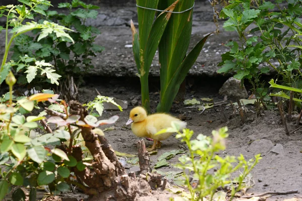 Google Google Serviços de jardinagem . — Fotografia de Stock