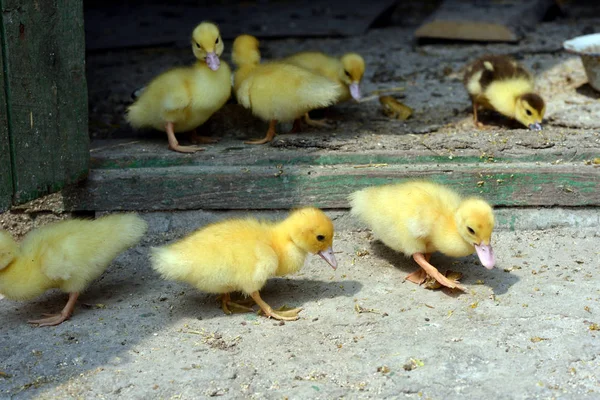 Ducklings on the farm. — Stock Photo, Image