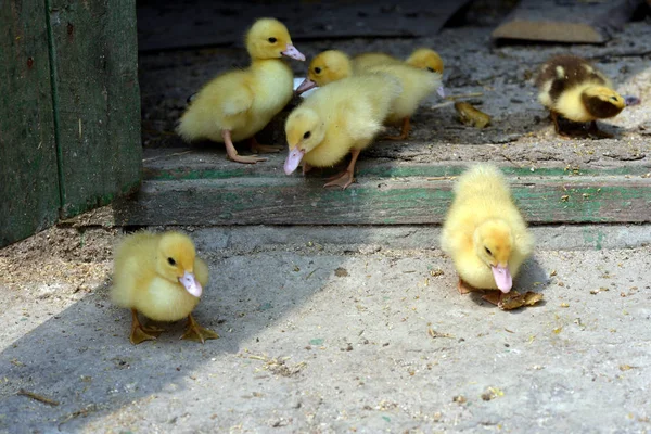 Kachňata na farmě. — Stock fotografie