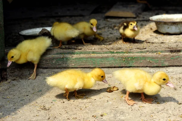 Kachňata na farmě. — Stock fotografie