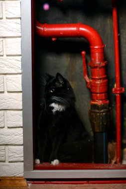 Kırmızı borular arasında kara kedi.