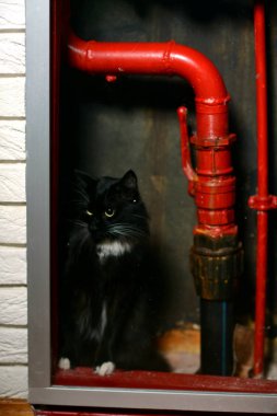 Kırmızı borular arasında kara kedi.