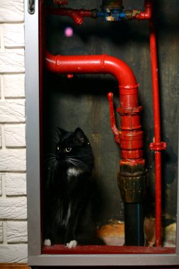 Kırmızı borular arasında kara kedi.