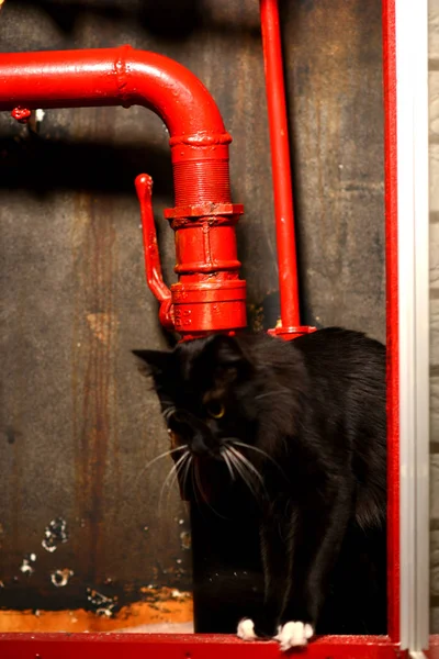 Black cat among the red pipes.