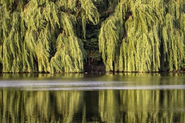Sabah güneşi göle
