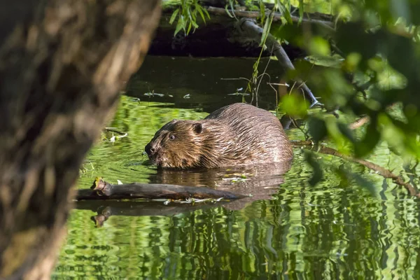 Yaprak ve dal bir kunduz yiyor