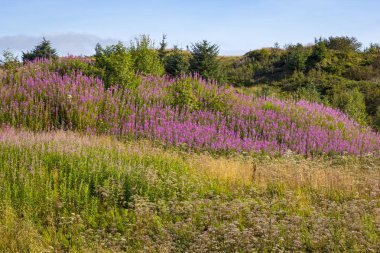 Büyük Willowhere 'deki Chamaenerion angustifolium Norveç' te görüldü.