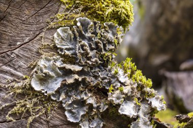 Ağaç gövdesinde ağaç mantarları, yosunlar ve zambaklar