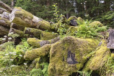 Ormandaki ağaçlar. Kesilmiş, unutulmuş ve büyümüş.