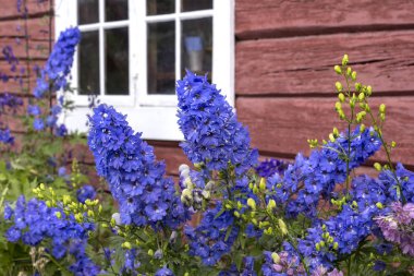 Norveç 'te bir evin önünde güzel bir tarla kuşu çiçek açtı.
