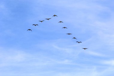 Gri-lag kazları üçgen şeklinde güneye uçar.