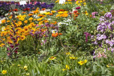 Farklı türde çiçekler görülebilir..