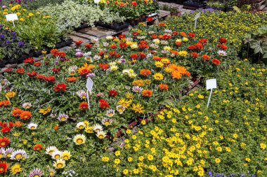 Farklı türde çiçekler görülebilir..