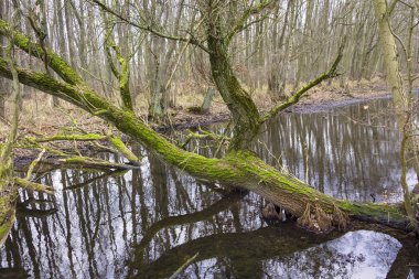 Carr 'a bakın. Kışın bataklık. Bu sulak arazi ormandır, Fal.