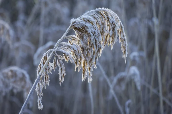 Veduta di un dettaglio di canne, ricoperte di brina . — Foto Stock