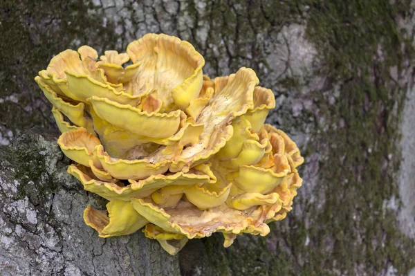 Sulfur, yellow fungus Sulphureus grows on the woods. — ストック写真