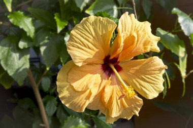 Güzel bir turuncu / sarı Hibiscus çiçeğinin ayrıntıları.