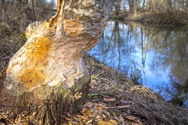 Práce Bobra Lese Strom Ukousnutý Pro Bobry Typické Padají Stromy — Stock fotografie