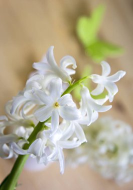 Güzel çiçeklerden oluşan beyaz sümbüllerin yakın görüntüsü.