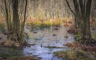 Sen ne yapıyorsun? Bataklık (veya Carr) erken bahar. Bataklık, su bitki örtüsü ile kaplı, ormanlı bir sulak topraktir. Brandenburg, Almanya, Doğa Parkı NUTHE-Nieplitz içinde görüldü. 